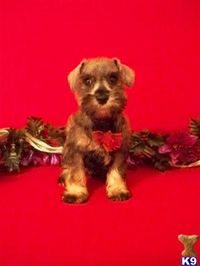 Miniature Schnauzer Puppies for Sale